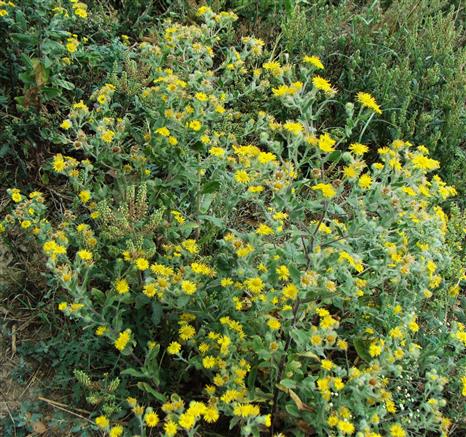 Petanema indicum